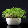 Microgreens. Healthly food concept.Generated by AI