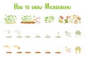 Microgreens. Germination microgreen. Healthly food