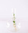 Microgreens of green peas in a large glass chemical flask on a light background. Growing and researching micro greens