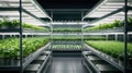 Microgreens grow under LED lights in farming technology. Indoor racks full of micro greens vertically. Ai, Ai Generated