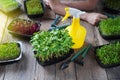 Microgreens growing background with different sprouts