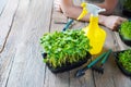 Microgreens growing background with different sprouts, small garden tools, sprayer and female hands