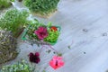 Microgreens growing background with microgreen sprouts on a table in a basket with edible flowers. Seed Germination at home. Royalty Free Stock Photo