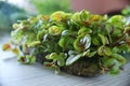 Microgreens growing background with microgreen sprouts on the table. Seed Germination at home. Vegan and healthy eating concept Royalty Free Stock Photo