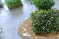 Microgreens growing background with microgreen sprouts on the table. Seed Germination at home. Royalty Free Stock Photo