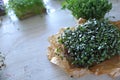 Microgreens growing background with microgreen sprouts on the table. Seed Germination at home Royalty Free Stock Photo