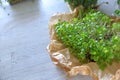 Microgreens growing background with microgreen sprouts on the table. Seed Germination at home. Royalty Free Stock Photo