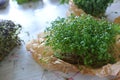 Microgreens growing background with microgreen sprouts on the table. Seed Germination at home. Vegan and healthy eating Royalty Free Stock Photo