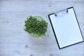 Microgreens growing background with microgreen sprouts on the table with a tablet to record and place for text. Seed Germination Royalty Free Stock Photo