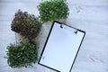 Microgreens growing background with microgreen sprouts on the table with a tablet to record and place for text. Royalty Free Stock Photo