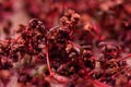 Microgreens growing at home without soil. Seeds germinating with roots and stems on coconut coir in grow light macro selective Royalty Free Stock Photo