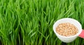 Microgreens Growing Panoramic Wheatgrass Blades Scoop Red Wheat Berries Royalty Free Stock Photo