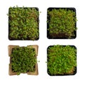 Microgreens growing in square cardboard container on PNG background. Generative AI. Royalty Free Stock Photo