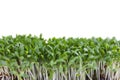 Microgreens isolated on white background, front view