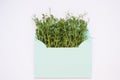 Microgreens, microgreen. greens, seedlings