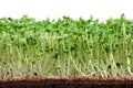 Microgreens