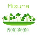 Microgreens Mizuna. Sprouts in a bowl. Sprouting seeds of a plant. Vitamin supplement, vegan food.