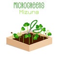 Microgreens Mizuna. Sprouts in a bowl. Sprouting seeds of a plant. Vitamin supplement, vegan food.