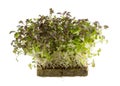 Microgreens - mustard seedlings, seed germination at home, sprouted mustard seeds isolated on white. Vegan, vegetarian and