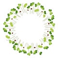 Microgreens Pak Choi. Arranged in a circle. White background