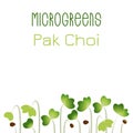 Microgreens Pak Choi. Seed packaging design. Sprouting seeds of a plant