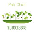 Microgreens Pak Choi. Sprouts in a bowl. Sprouting seeds of a plant. Vitamin supplement, vegan food.