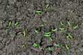 Microgreens pea bean sprouts growing: close up, top view Royalty Free Stock Photo