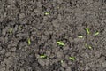 Microgreens pea bean sprouts growing: close up, top view Royalty Free Stock Photo