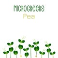 Microgreens Pea. Seed packaging design. Sprouting seeds of a plant