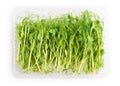 Microgreens of peas in container