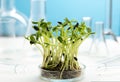 Microgreens in a petri dish on the background of many chemical flasks. Studying the beneficial properties of microgreens. Growing Royalty Free Stock Photo