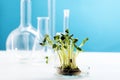 Microgreens in a petri dish on the background of many chemical flasks. Studying the beneficial properties of microgreens Royalty Free Stock Photo