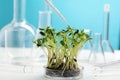 Microgreens in a petri dish on the background of many chemical flasks. Royalty Free Stock Photo