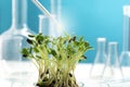 Microgreens in a petri dish on the background of many chemical flasks. Royalty Free Stock Photo