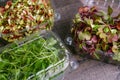 Microgreens in plastic containers. Royalty Free Stock Photo