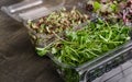 Microgreens in plastic containers. Royalty Free Stock Photo