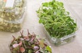 Microgreens in plastic containers. Royalty Free Stock Photo