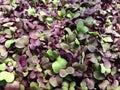 Microgreens - radish close up Royalty Free Stock Photo