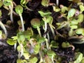 Microgreens radish. Fresh healthy food. Growing food. Spring season. Healthy meal
