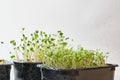 microgreens of radish, peas and watercress in black containers