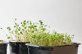 microgreens of radish, peas and watercress in black containers