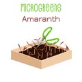 Microgreens Red Amaranth. Sprouts in a bowl. Sprouting seeds of a plant. Vitamin supplement, vegan food Royalty Free Stock Photo