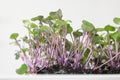 Microgreens of red cabbage growing in soil against a white background Royalty Free Stock Photo