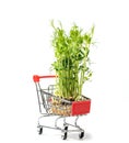 Microgreens in shopping cart isolated on white. micro greens for sale Royalty Free Stock Photo