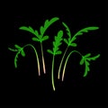 Microgreens Shungiku. Bunch of plants. Black background