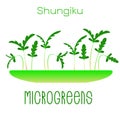 Microgreens Shungiku. Sprouts in a bowl. Sprouting seeds of a plant. Vitamin supplement, vegan food.