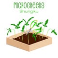 Microgreens Shungiku. Sprouts in a bowl. Sprouting seeds of a plant. Vitamin supplement, vegan food.