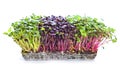 Microgreens sprouts - healthy and fresh Royalty Free Stock Photo