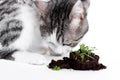 Microgreens sprouts isolated on a white background. Cat and greens