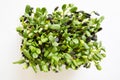 Microgreens sprouts of sunflower in growing box. Fresh micro green superfood on white background Royalty Free Stock Photo